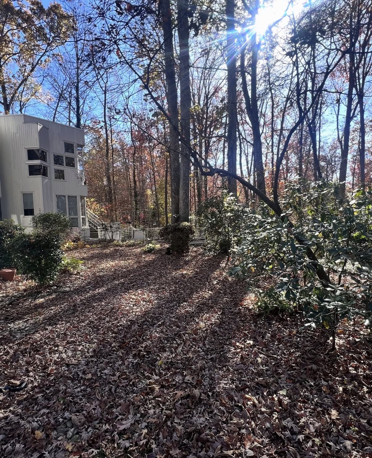 Leaf covered landscape beds and lawn beside a wooded property