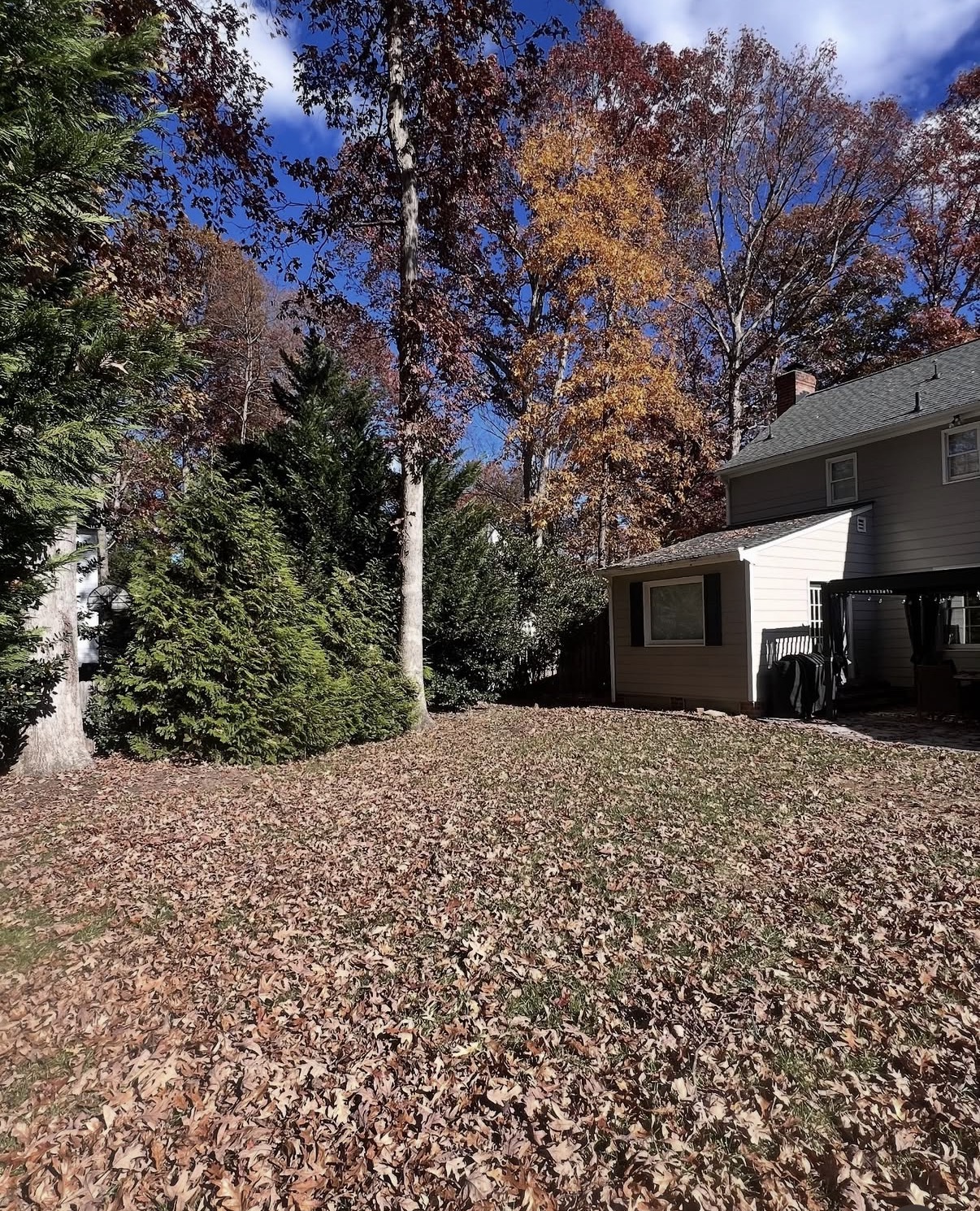 Back lawn blanketed with oak leaves before leaf hauling