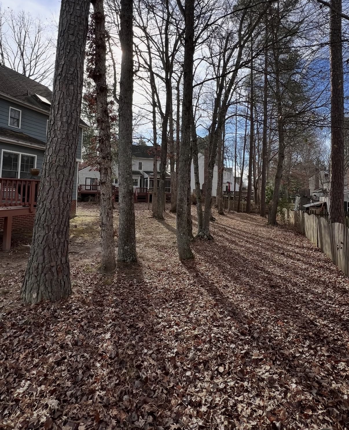 Wooded side yard packed with leaves awaiting leaf removal